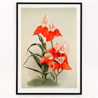 Disa grandiflora Disa grandiflora
