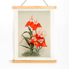 Disa grandiflora Disa grandiflora