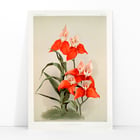 Disa grandiflora Disa grandiflora