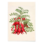 Antique plant Kowhai Antique plant Kowhai