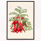 Antique plant Kowhai Antique plant Kowhai