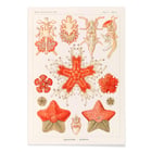 Asteridea Asteridea