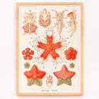 Asteridea Asteridea