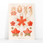 Asteridea Asteridea