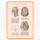 Humain Brain Humain Brain