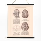 Humain Brain Humain Brain