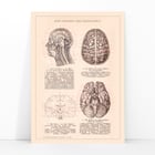 Humain Brain Humain Brain