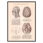 Humain Brain Humain Brain