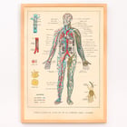 Illustration of human circulatory system by Ferdinand Faideau titled Circulation du sang Poster showing human blood circulation and lymphatic system with detailed labels Circulation du sang by Ferdinand Faideau