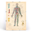Illustration of human circulatory system by Ferdinand Faideau titled Circulation du sang Poster showing human blood circulation and lymphatic system with detailed labels Circulation du sang by Ferdinand Faideau