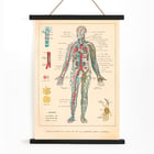 Illustration of human circulatory system by Ferdinand Faideau titled Circulation du sang Poster showing human blood circulation and lymphatic system with detailed labels Circulation du sang by Ferdinand Faideau
