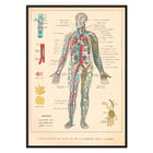 Illustration of human circulatory system by Ferdinand Faideau titled Circulation du sang Poster showing human blood circulation and lymphatic system with detailed labels Circulation du sang by Ferdinand Faideau