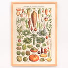 Illustration of garden vegetables by Claude Augé from Plantes Potageres in Le Larousse pour tous. Poster of various vegetables from Plantes Potageres by Claude Augé displaying detailed illustrations on a white background.