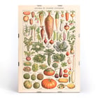 Illustration of garden vegetables by Claude Augé from Plantes Potageres in Le Larousse pour tous. Poster of various vegetables from Plantes Potageres by Claude Augé displaying detailed illustrations on a white background.
