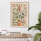 Illustration of garden vegetables by Claude Augé from Plantes Potageres in Le Larousse pour tous. Poster of various vegetables from Plantes Potageres by Claude Augé displaying detailed illustrations on a white background.