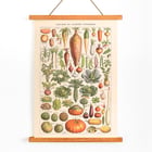 Illustration of garden vegetables by Claude Augé from Plantes Potageres in Le Larousse pour tous. Poster of various vegetables from Plantes Potageres by Claude Augé displaying detailed illustrations on a white background.
