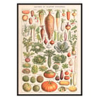 Illustration of garden vegetables by Claude Augé from Plantes Potageres in Le Larousse pour tous. Poster of various vegetables from Plantes Potageres by Claude Augé displaying detailed illustrations on a white background.