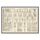 Analysis of human body proportions with diagrams by Alexander Rothaug Static and dynamic of the human body Pl.05 Poster of anatomical sketches depicting human body proportions titled Static and dynamic of the human body by Alexander Rothaug