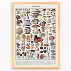 Colorful illustrated mushrooms by Éditions Larousse in Mushrooms colour plate 1 Poster depicting various mushroom species in detailed illustrations titled Mushrooms colour plate 1 by Éditions Larousse.