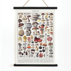Colorful illustrated mushrooms by Éditions Larousse in Mushrooms colour plate 1 Poster depicting various mushroom species in detailed illustrations titled Mushrooms colour plate 1 by Éditions Larousse.