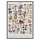 Colorful illustrated mushrooms by Éditions Larousse in Mushrooms colour plate 1 Poster depicting various mushroom species in detailed illustrations titled Mushrooms colour plate 1 by Éditions Larousse.