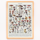 Illustration of various mushrooms by Éditions Larousse titled Mushrooms colour plate 2 Poster of various mushroom illustrations titled Mushrooms colour plate 2 by Éditions Larousse showcasing different types and species