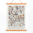 Illustration of various mushrooms by Éditions Larousse titled Mushrooms colour plate 2 Poster of various mushroom illustrations titled Mushrooms colour plate 2 by Éditions Larousse showcasing different types and species