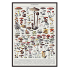 Illustration of various mushrooms by Éditions Larousse titled Mushrooms colour plate 2 Poster of various mushroom illustrations titled Mushrooms colour plate 2 by Éditions Larousse showcasing different types and species