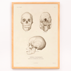 Illustration of skulls by Louis-Isidore Duperrey from Voyage autour du monde Pl.104 Poster of skull illustrations titled Voyage autour du monde Pl.104 by Louis-Isidore Duperrey