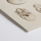 Illustration of skulls by Louis-Isidore Duperrey from Voyage autour du monde Pl.104 Poster of skull illustrations titled Voyage autour du monde Pl.104 by Louis-Isidore Duperrey