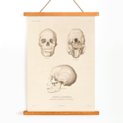 Illustration of skulls by Louis-Isidore Duperrey from Voyage autour du monde Pl.104 Poster of skull illustrations titled Voyage autour du monde Pl.104 by Louis-Isidore Duperrey