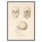 Illustration of skulls by Louis-Isidore Duperrey from Voyage autour du monde Pl.104 Poster of skull illustrations titled Voyage autour du monde Pl.104 by Louis-Isidore Duperrey