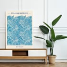 Blaue Ringelblume Blaue Ringelblume