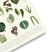 Botanical