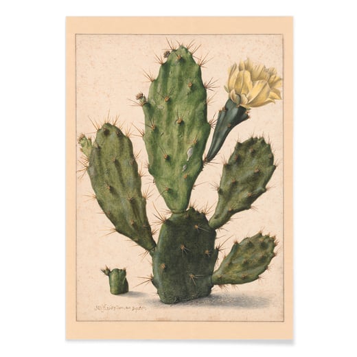 Pear Cactus in Bloom