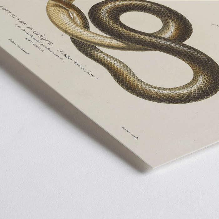 Illustration d'un serpent par Louis-Isidore Duperrey tirée de Voyage autour du monde Pl.005 Poster intitulé Voyage autour du monde Pl.005 - Serpent de Louis-Isidore Duperrey représentant une illustration détaillée d'un serpent.