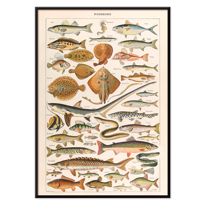 Ilustración de diversas especies de peces Poissons de Le Larousse pour tous de Claude Augé. Póster que ilustra varias especies de peces tituladas Poissons de Le Larousse pour tous de Claude Augé con ilustraciones detalladas
