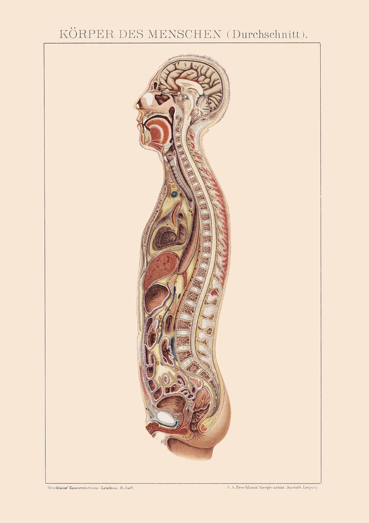 Human Body Poster Human Body Poster