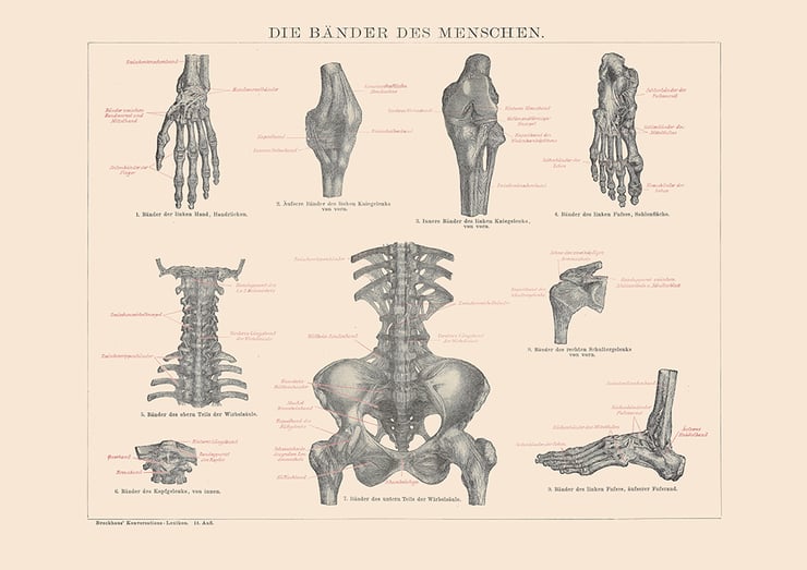 Human Ligaments Poster Human Ligaments Poster