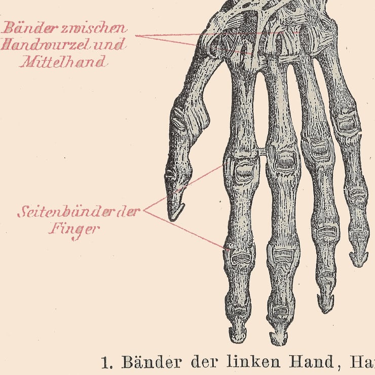 Human Ligaments Poster Human Ligaments Poster