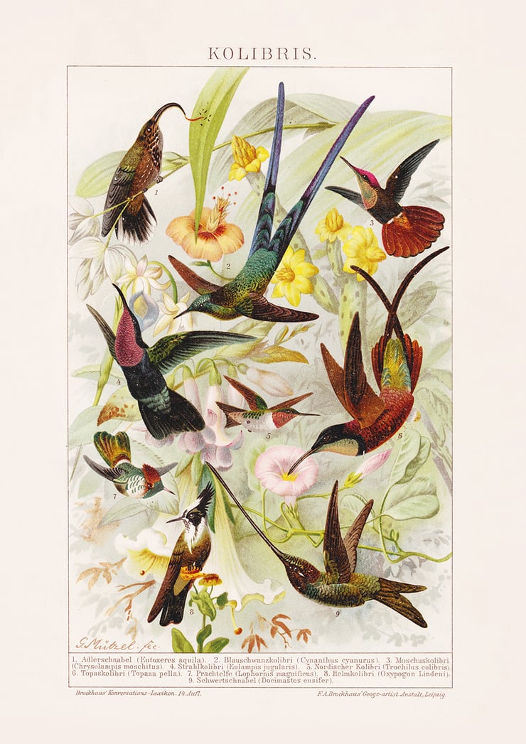 Humming-Birds Poster Humming-Birds Poster