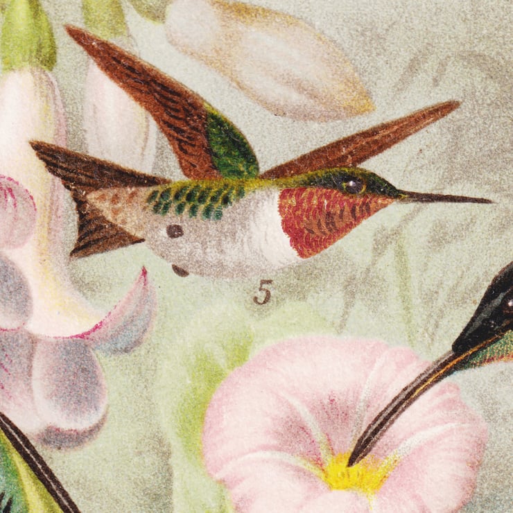 Humming-Birds Poster Humming-Birds Poster