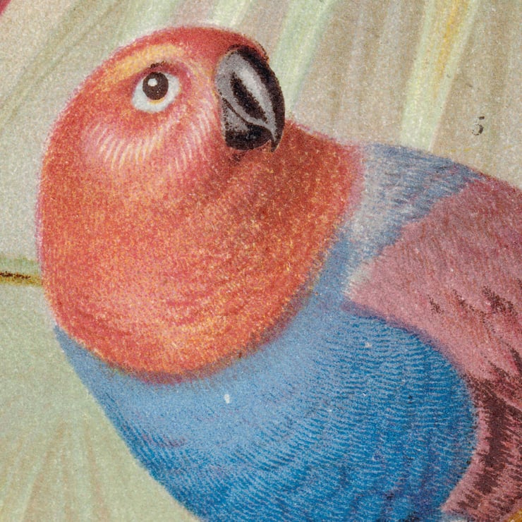 Parrots Poster Parrots Poster