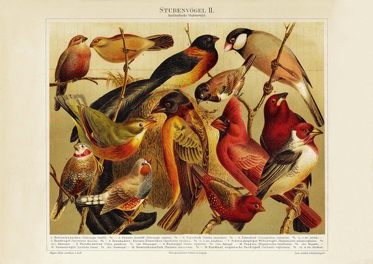 Room Birds Poster Room Birds Poster