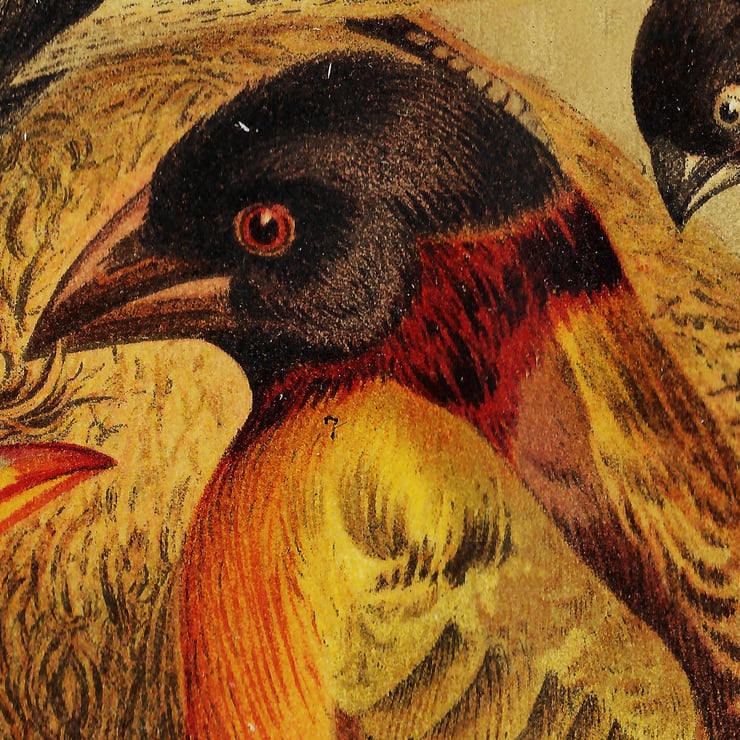 Room Birds Poster Room Birds Poster