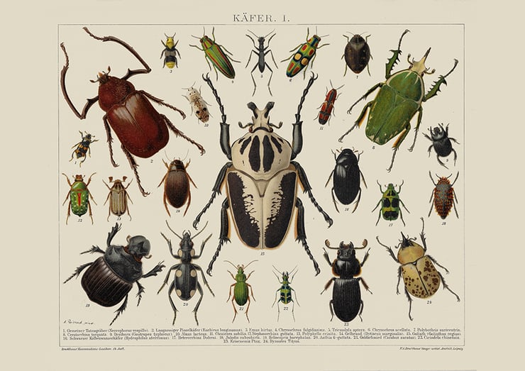 Insects Poster Insects Poster
