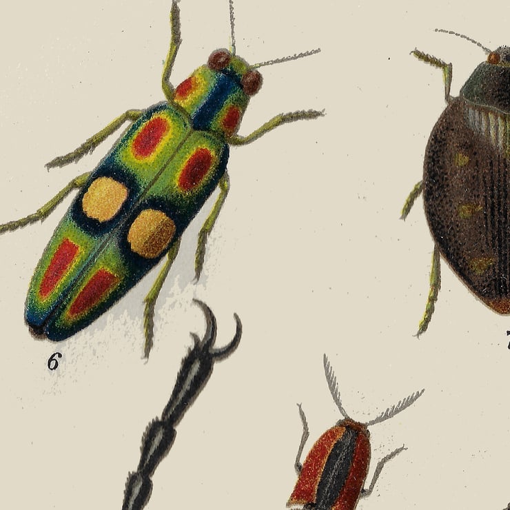 Insects Poster Insects Poster