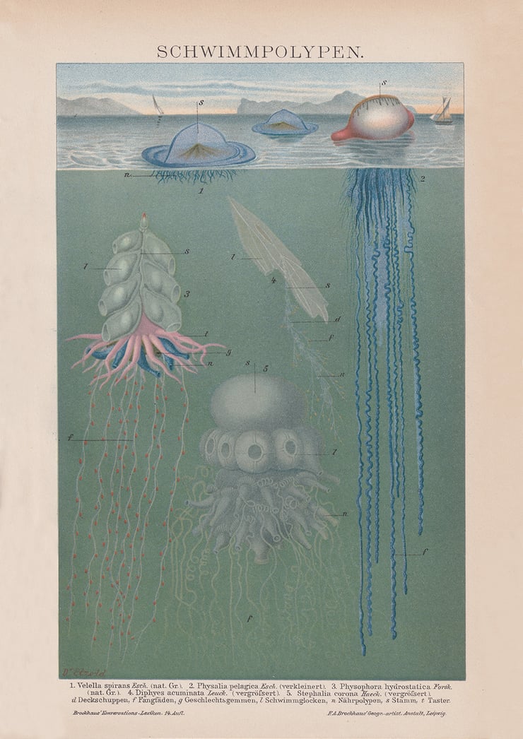 Swimming Polyps Poster Swimming Polyps Poster