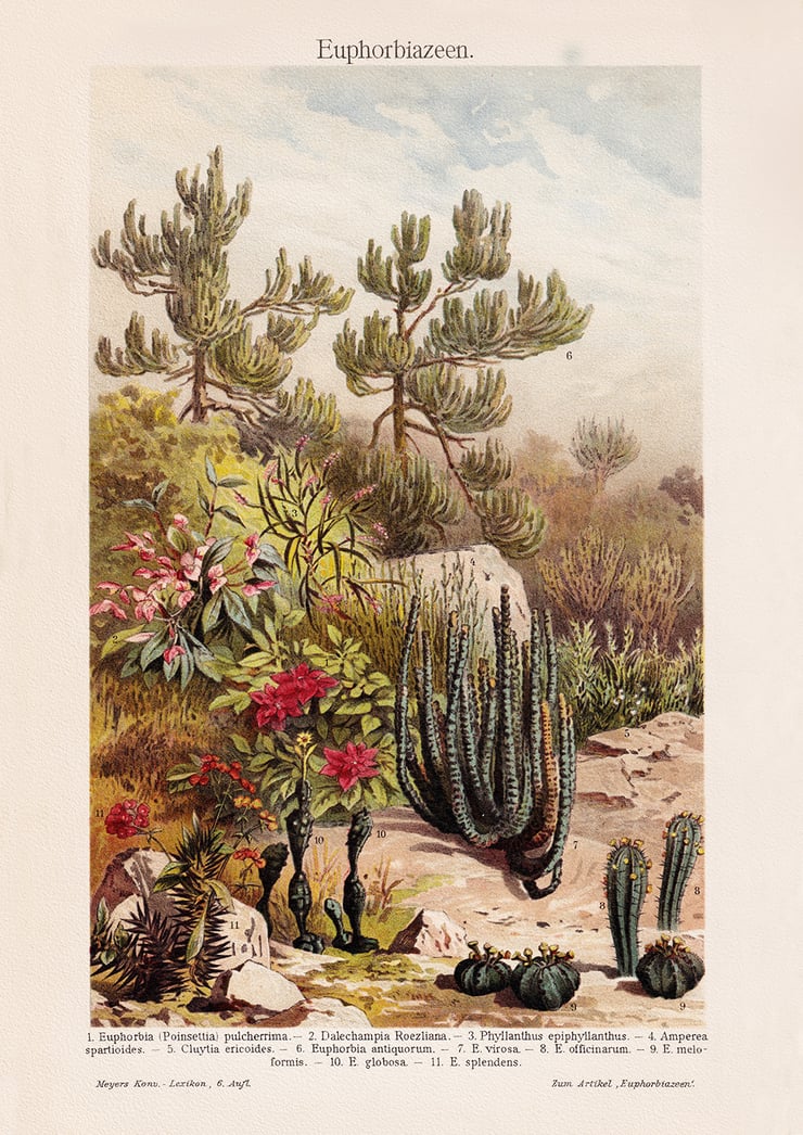 Euphorbia Poster Euphorbia Poster