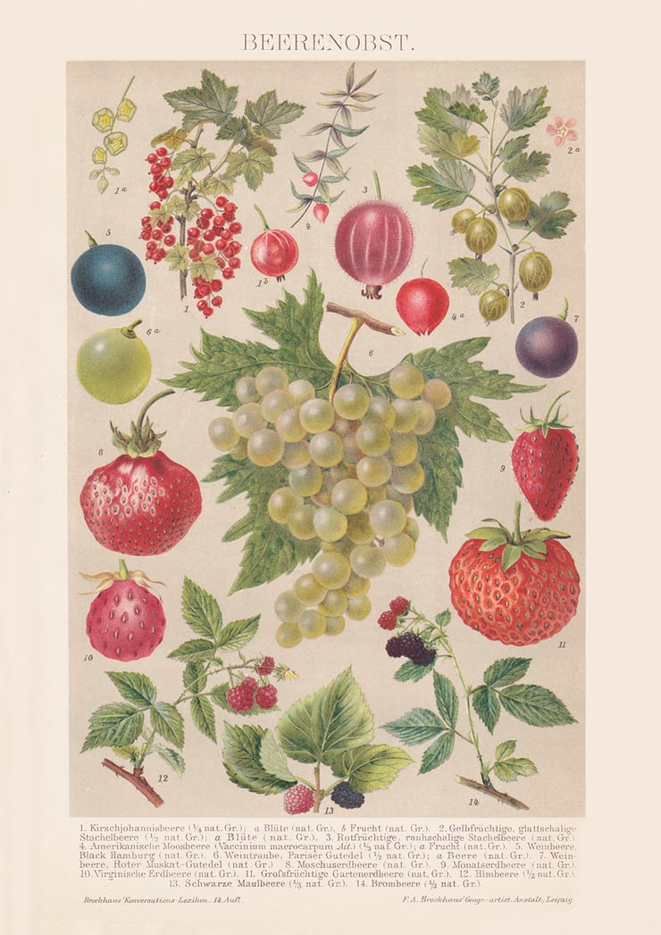 Berry Fruit Poster Berry Fruit Poster